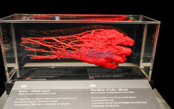 Wystawa Body Worlds Pulse w Warszawie