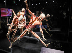 Wystawa Body Worlds Pulse w Warszawie