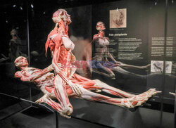 Wystawa Body Worlds Pulse w Warszawie