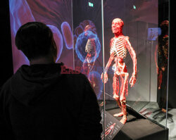 Wystawa Body Worlds Pulse w Warszawie