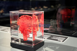 Wystawa Body Worlds Pulse w Warszawie