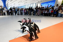 Spacer pingwinów w Centrum Naukowym w Kuwejcie