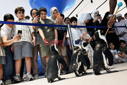 Spacer pingwinów w Centrum Naukowym w Kuwejcie