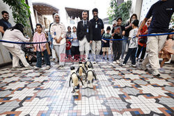 Spacer pingwinów w Centrum Naukowym w Kuwejcie