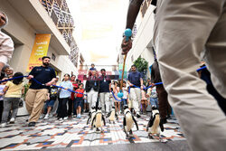 Spacer pingwinów w Centrum Naukowym w Kuwejcie