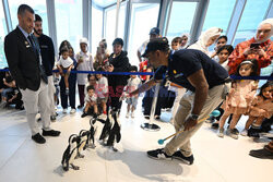 Spacer pingwinów w Centrum Naukowym w Kuwejcie