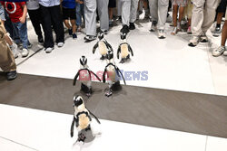 Spacer pingwinów w Centrum Naukowym w Kuwejcie