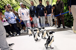 Spacer pingwinów w Centrum Naukowym w Kuwejcie