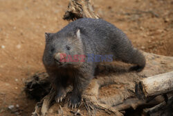Wombat z francuskiego zoo