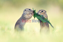 Wiewiórki jedzą razem liść