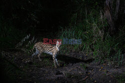 Zwierzęta przy wodopoju w Kenii