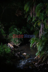 Zwierzęta przy wodopoju w Kenii