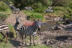 Zwierzęta przy wodopoju w Kenii