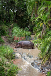 Zwierzęta przy wodopoju w Kenii