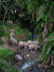 Zwierzęta przy wodopoju w Kenii