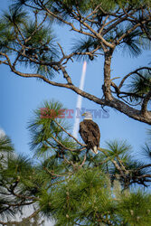 Orzeł obserwuje start rakiety