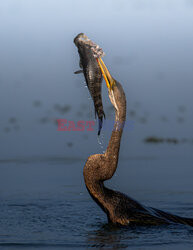 Wężówka indyjska walczy z wielką rybą