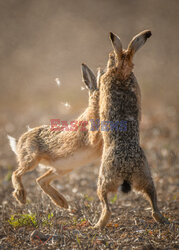 Walczące zające