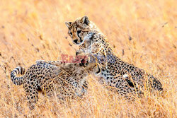 Zabawa małych gepardów