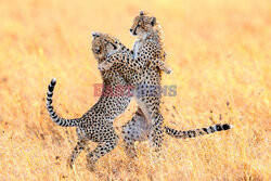 Zabawa małych gepardów