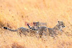 Zabawa małych gepardów