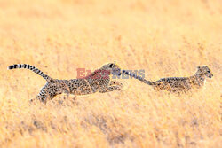 Zabawa małych gepardów