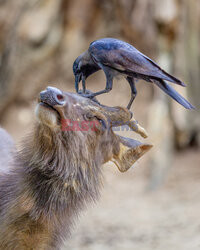 Wrony czyszczą sierść jelenia z kleszczy