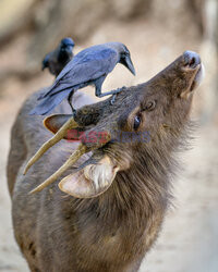 Wrony czyszczą sierść jelenia z kleszczy