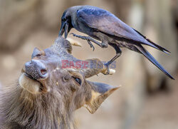 Wrony czyszczą sierść jelenia z kleszczy