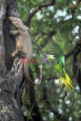 Papuga atakuje warana