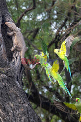 Papuga atakuje warana