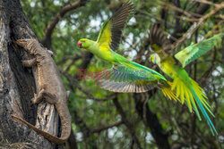 Papuga atakuje warana