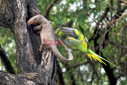 Papuga atakuje warana