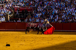 Ósma walka byków w sezonie w Sewilli