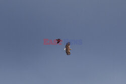 Zwierzęta w strefie zamkniętej w Czarnobylu