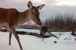 Zwierzęta w strefie zamkniętej w Czarnobylu