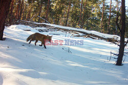 Zwierzęta w strefie zamkniętej w Czarnobylu