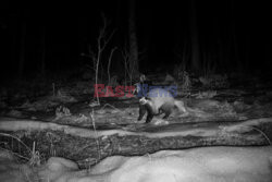 Zwierzęta w strefie zamkniętej w Czarnobylu