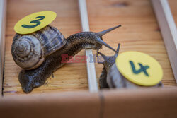 Wyścigi ślimaków w Biorine w Chorwacji