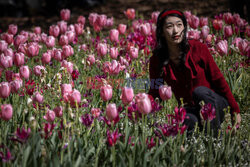 Festiwal tulipanów w Paryżu