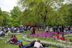 Festiwal tulipanów w Paryżu