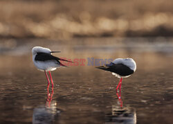 Ptak przegląda się w stawie