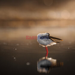 Ptak przegląda się w stawie