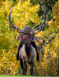 Łoś ze swoją wybranką na spacerze