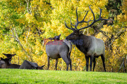 Łoś ze swoją wybranką na spacerze