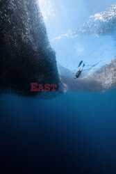 Nurek z ławicą sardynek