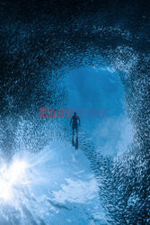 Nurek z ławicą sardynek