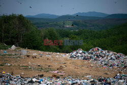 Bezpańskie psy w Kosowie - AFP