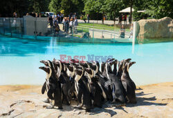 Nowy pawilon pingwinów przylądkowych w stołecznym zoo