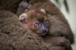 Lemur maki szary urodził się w zoo